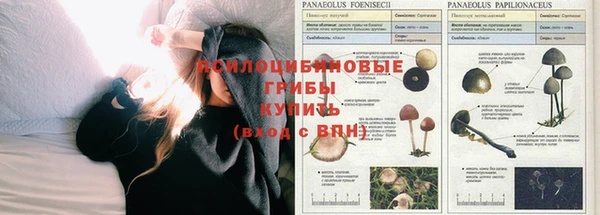 PSILOCYBIN Новодвинск